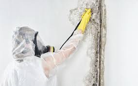 Why You Should Choose Our Mold Remediation Services in Neenah, WI